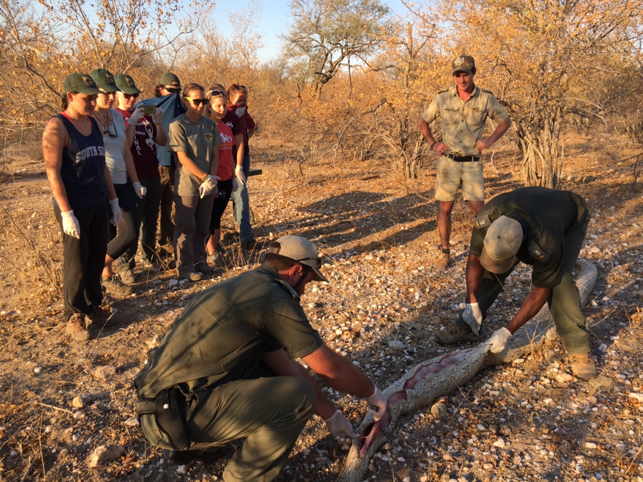Freiwilligen Projekt in Afrikas Busch: Lektion im Krüger Park Südafrikas